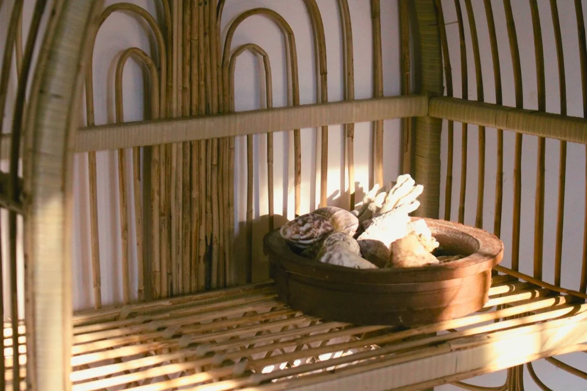 Las conchas del estante